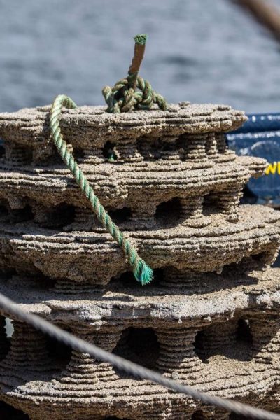 3D Baskılı Resifler ile Deniz Biyoçeşitliliği İyileştiriliyor