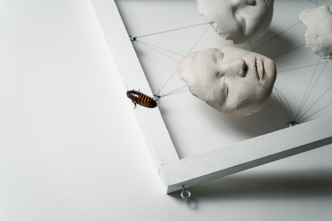3D Baskı Sırt Çantası, Böcekleri Siborglara Dönüştürüyor