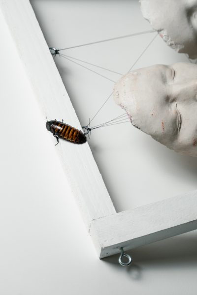 3D Baskı Sırt Çantası, Böcekleri Siborglara Dönüştürüyor