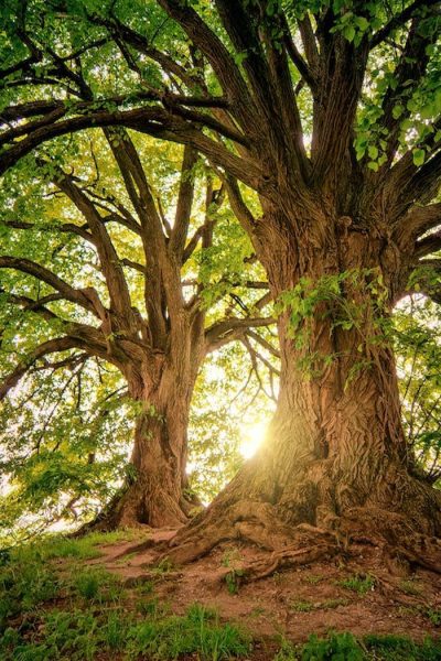 UltiMaker Cura, Yeni Ağaç Desteği Sunuyor