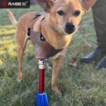 3D Baskı ile Hayat Değiştiren Çözümler: Bionic Pets, Engelli Hayvanlara Yeniden Hareket Özgürlüğü Kazandırıyor