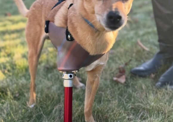 3D Baskı ile Hayat Değiştiren Çözümler: Bionic Pets, Engelli Hayvanlara Yeniden Hareket Özgürlüğü Kazandırıyor